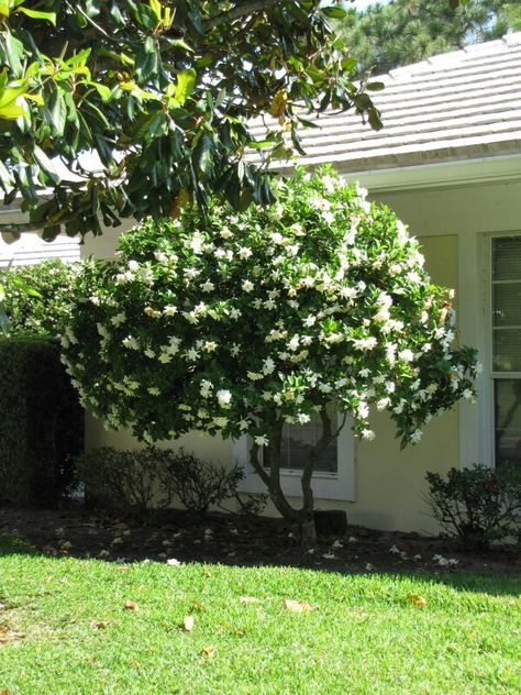 Gardenia tree.  Mine is in a huge pot and it is beautiful.  The smell is unbelievable Gardenia Tree, Gardenia Care, Gardenia Trees, Ornamental Pear Tree, Summer Flower Garden, Gardenia Jasminoides, Gardenia Flowers, Orange Jasmine, Florida Landscaping