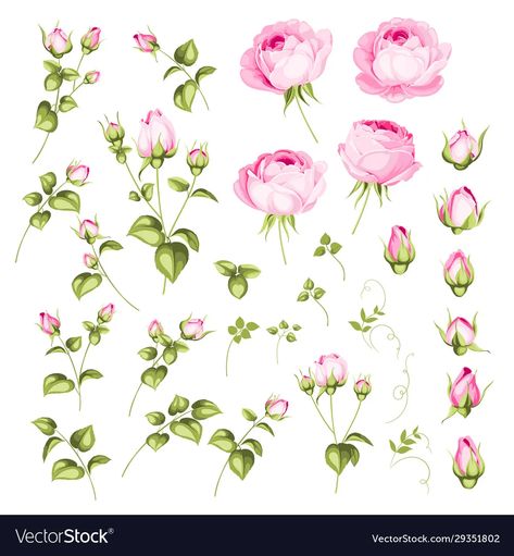 Rose bud collection elements roses isolated vector image Rose Bud Tattoo, Metamorphosis Art, Roses Illustration, Elements Tattoo, Water Illustration, Bouquet Of Roses, Flowers Vector, Roses Flower, Rose Bud