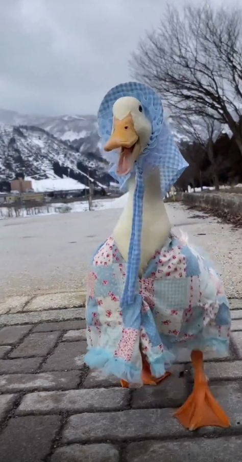 Ducks In Outfits, Old Fashioned Clothes, Duck Pictures, Cute Ducklings, Funny Duck, Ugly Duckling, Funny Reaction Pictures, Cute Little Animals, Meringue