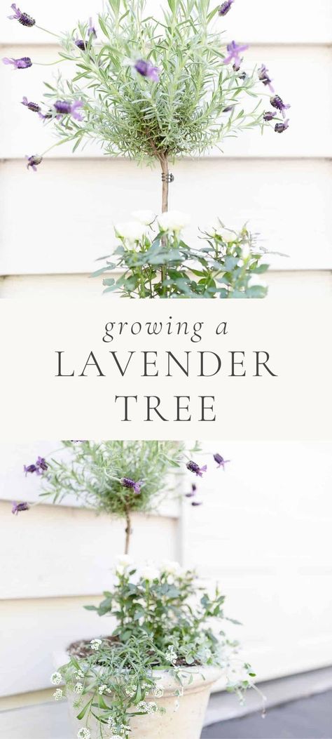 Indoor Lavender Plant, English Lavender Plant, Lavender Potted Plant, Lavender Plant Care, Lavender Tree, Potted Plants Patio, Lavender Varieties, Summer Planter, Patio Trees