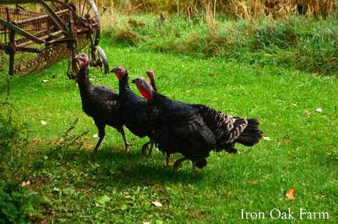 Raising Turkeys, Chicken Flock, Small Barns, Chicken Pen, Some Interesting Facts, Turkey Time, Home On The Range, Game Birds, Big Bird