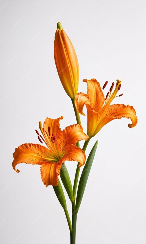 Premium Photo | Blooming orange lily stem on white background Lily Flower Orange, Orange Lilly, Orange Lily Flower, Orange Lilies, Vase Bouquet, Orange Lily, Organic Forms, Easy Drawings Sketches, Orange Flower