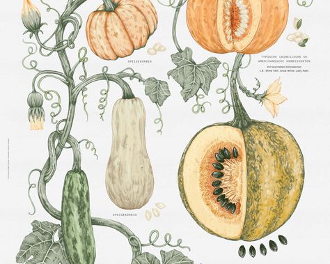 For the branding of Styrian Pumpkin Seed Company ProKern, expertly crafted by moodley brand identity Graz, I was asked to create a botanical illustration of a pumpkin plant. The A2 sized artwork was part of a brochure which, unfolded, reveals the illustrated poster. Pumpkin Plant, Scientific Drawing, Illustrated Poster, Planting Pumpkins, Pumpkin Illustration, Illustration Botanique, Botanical Illustration Vintage, Pumpkin Seed, Vintage Botanical Prints