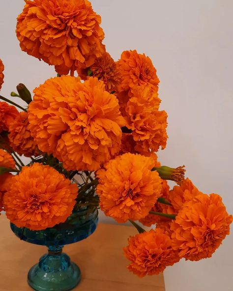 Orange Marigolds!! #homegarden #homegrown #gardenlife #coolflowers #zone5b #flower #flowers #flowerstalking #flowerlove #flowerlover #flowerart #flowermagic #blooooms #inspiredbypetals #springflowers #springglory #floralphotography #orange #monochromatic #marigold #marigoldflower #staticeflower #orangeflowers Orange Monochromatic, Orange Marigolds, Marigold Flower, Floral Photography, Flower Lover, Orange Flowers, Amazing Flowers, Spring Flowers, Flower Art