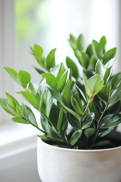 ZZ Plant (Zamioculcas zamiifolia) is a stylish and low-maintenance addition to any home! 🌿🏡 With its glossy, dark green leaves and robust nature, this plant is a delightful blend of beauty and durability. Quick to adapt and bursting with air-purifying benefits, ZZ Plant is perfect for adding a touch of greenery to your indoor space. ! 🌱✨ #ZZPlant #ZamioculcasZamiifolia #IndoorPlants #LowMaintenance #AirPurifying #GreenHome #PlantLover Plant Vegetables, Zamioculcas Zamiifolia, Dark Green Leaves, Zz Plant, Plants Are Friends, Air Purifying, Plant Lover, Low Maintenance, Green Leaves