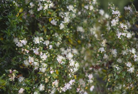 Common Myrtle, Myrtus Communis, Garden Orchard, Scale Insects, Indoor Bonsai, Front Landscaping, Cold Frame, Liquid Fertilizer, Small Leaf