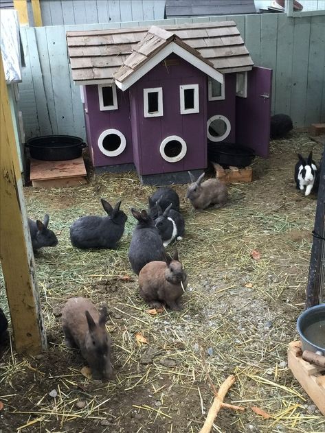 Rabbit Sanctuary, Farm Rabbits, Rabbit Colony, Pet Sanctuary, Rescue Farm, Rabbit Rescue, Animal Rescue Ideas, Farm Animals Preschool, Rabbit Habitat