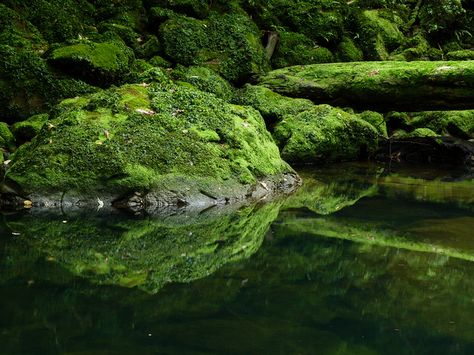 °Creek, Paparoa National Park by Steve Reekie Forest Creek, Forest Creek Aesthetic, Creek In The Forest, Moss Under Microscope, Meadows At Mossy Creek, Before I Sleep, Miles To Go, Moss Garden, Beautiful Flowers Pictures