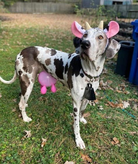 Great Dane Costume, Cute Dog Costumes, Cute Dogs Images, Pet Halloween Costumes, Very Cute Dogs, Dog Halloween Costumes, Dog Costumes, Dog Costume, Silly Animals