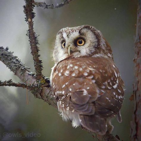 Owl Aesthetic, Saw Whet Owl, Nocturnal Birds, Beautiful Owl, Owl Lovers, Owl Bird, Canon Photography, Cute Owl, Animal Planet