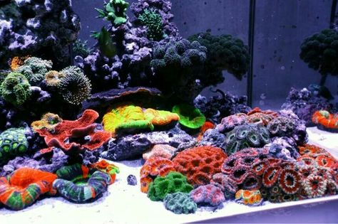 Awesome acan coral colonies Acan Coral, Aquarium Saltwater, Reef Tank Aquascaping, Aquarium Inspiration, Elkhorn Coral, Macroalgae Reef Tank, Marine Fish Tanks, Vibrant Coral Reef, Saltwater Aquariums