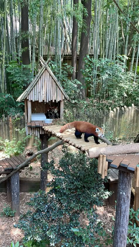 zoo atlanta Nadia Core Aesthetic, Panda Enclosure, Zoo Aesthetic, Nadia Core, Panda Habitat, Zoo Photography, Zoo Atlanta, Zoo Pictures, Dallas Zoo