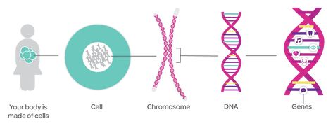 Dna And Genes, Central Dogma, X Chromosome, Transcription And Translation, Dna Molecule, Genetic Mutation, Body Cells, Cell Wall, Genetic Testing