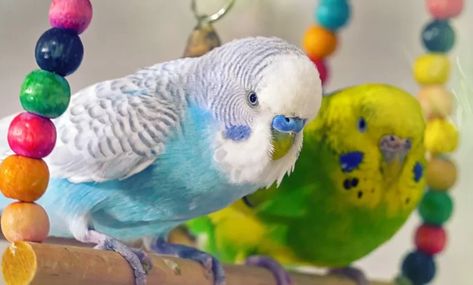 Budgie Tips, Tattoo Pet, Budgies Parrot, Parakeet Care, Breeding Budgies, Toys For Budgies, Budgie Playground, Blue Parakeet, Pet Budgie Aesthetic