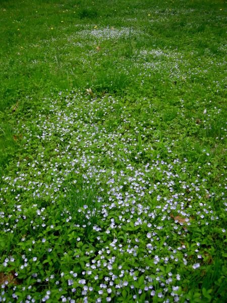 reassurance that we have a beautiful, diverse lawn on purpose Biodiversity Yard, Laundry Yard, Ground Cover Seeds, Replace Lawn, Plants For Shade, Perennial Ground Cover, Grass Plants, Lawn Alternatives, Get Off My Lawn