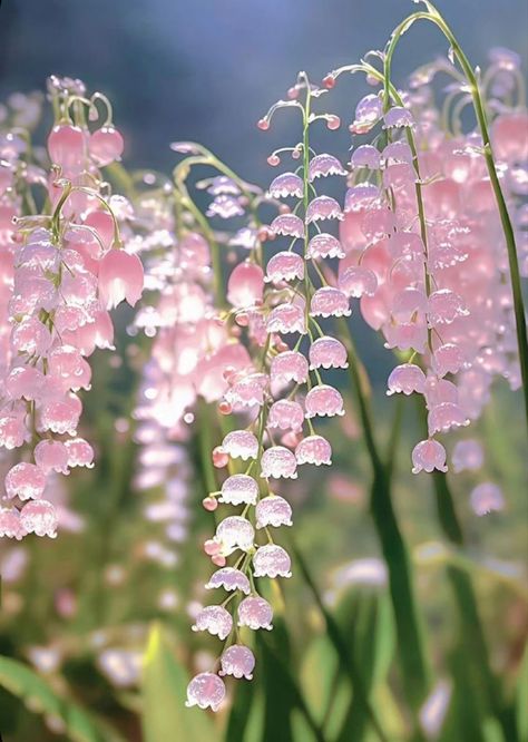 Girly Flower Aesthetic, Pink Whimsical Aesthetic, Michellecore Aesthetic, Cute Spring Backgrounds, Weeping Flowers, Early Spring Aesthetic, Nature Cottagecore, Pretty Flowers Pictures, Lily Of The Valley Flowers