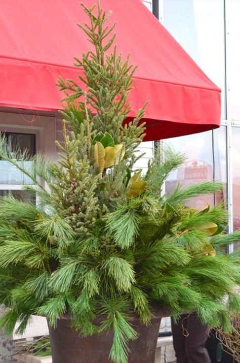 How to Create a Holiday Spruce Tip Pot Holiday Pots, Winter Porch Ideas, Winter Containers, Step Ideas, Christmas Outdoors, Winter Planters, Spruce Tips, Outdoor Urns, Barrel Ideas