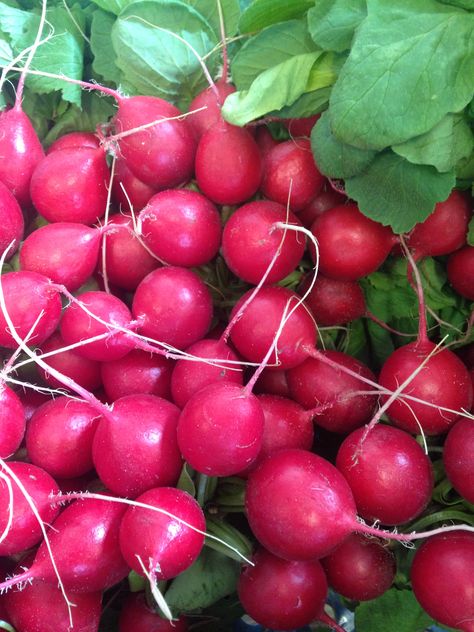 Radieschen Radish Photography, Vegetables Photography, Map Making, Fruit Picture, Exotic Fruit, Detailed Map, Vegetarian Food, Radishes, Fruit And Veg