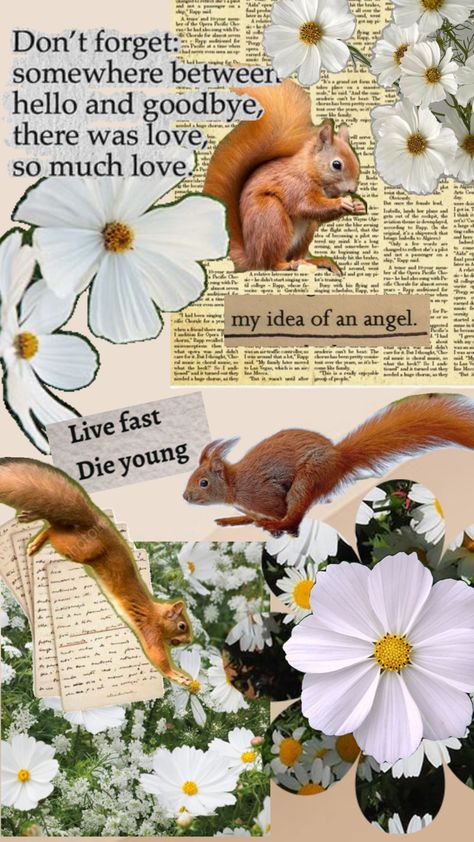 Ahhhhhfhhfvnjjvvgfdcc SQUIRREL Squirrel Wallpaper, Cute Squirrel, Collage, Animals