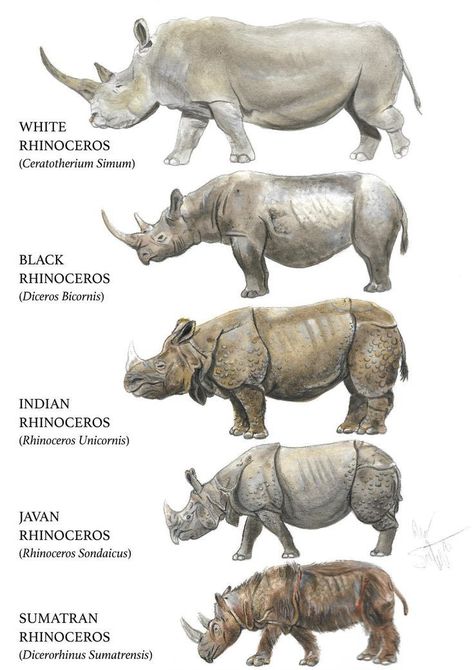 Rhino Anatomy, Rhino Illustration, Creature Anatomy, Big Cats Photography, Pig Breeds, Wildlife Biologist, Fun Facts About Animals, Scifi Fantasy Art, Dinosaur Pictures