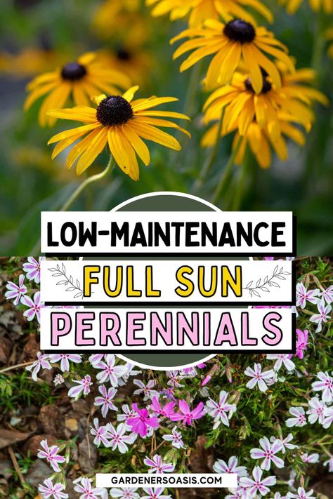 16 Full Sun Perennials: Low Maintenance Plants That Thrive In Sun Sun Patients Flowers, Part Sun Flowers, Full Sun Perennials Low Maintenance, Garden Design Low Maintenance, Low Maintenance Perennials, Full Sun Landscaping, Perennials Low Maintenance, Full Sun Garden, Full Sun Flowers