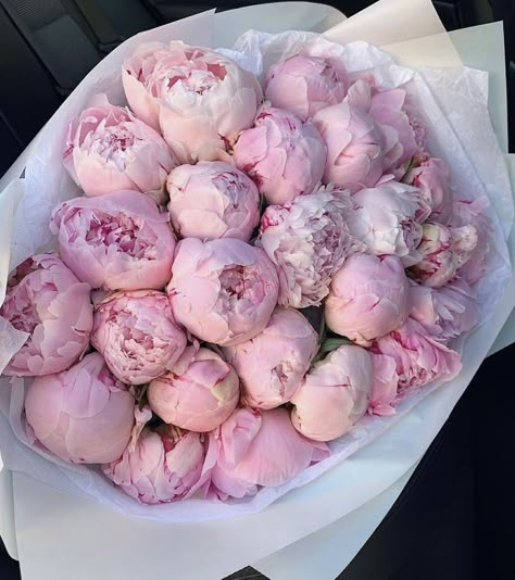 Blair Waldorf, Flowers Pink, Pink Peonies, Peonies, Flowers, Pink, White