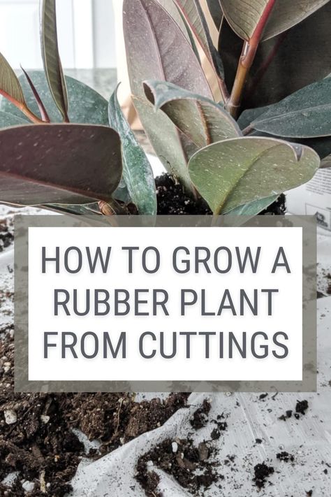 How To Propagate A Rubber Tree Plant, Propagating Rubber Tree Plant, How To Propagate Rubber Plant, Rubber Tree Plant Propagation, Rubber Plant Care, Houseplant Collection, Rubber Tree Plant, Snake Plant Care, Tree Stem