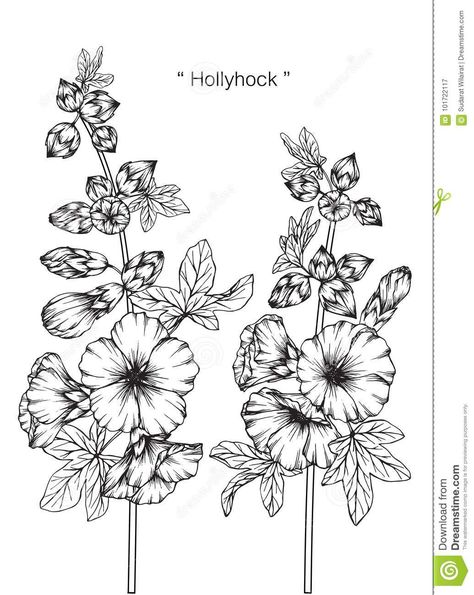 Hollyhock Flower Drawing And Sketch. Stock Illustration - Illustration of flowers, pattern: 101722117 Hollyhock Tattoo Black And White, Hollyhock Drawing Simple, Holly Hock Tattoo, Hollyhock Tattoo, Floral Outlines, Hollyhock Flower, Backgrounds Illustration, Hollyhocks Flowers, Mallow Flower