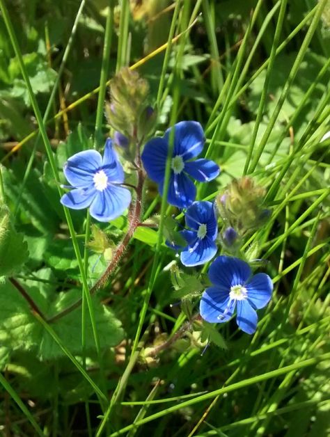 Germander 'Bird's eye' Speedwell (Veronica chamaedrys). GD. Veronica Chamaedrys, Speedwell Veronica, Birds Eye, Wild Flowers, Beautiful Flowers, Birds, Plants, Flowers, Quick Saves