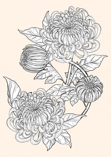 Spidermum Flowers, Chrisanthiums Flowers Drawing, Chrisantemum Flower Drawing, Crisanthiums Flower, Crysantenum Flower, Chrysanthemum Flower Drawing, Flower Ink Drawing, Crisantemo Tattoo, Chrysanthemum Drawing