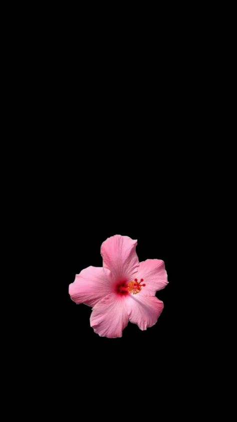 Flowers Black Background, Pink Flowers Wallpaper, Simple Phone Wallpapers, Homescreen Iphone, Butterfly Drawing, Hello Kitty Iphone Wallpaper, Matching Wallpaper, Hibiscus Flower, Summer Wallpaper