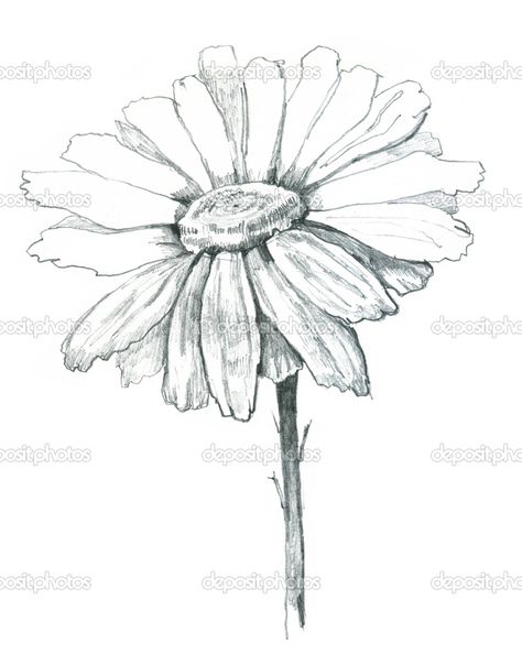 For white ink tattoo (without stem or wrap stem around arm) Miscellaneous Tattoos, White Flower Tattoos, Black And White Flower Tattoo, Daisy Tattoo Designs, Daisy Drawing, Tattoo Concepts, Shoulder Piece, Wildflower Tattoo, White Ink Tattoo