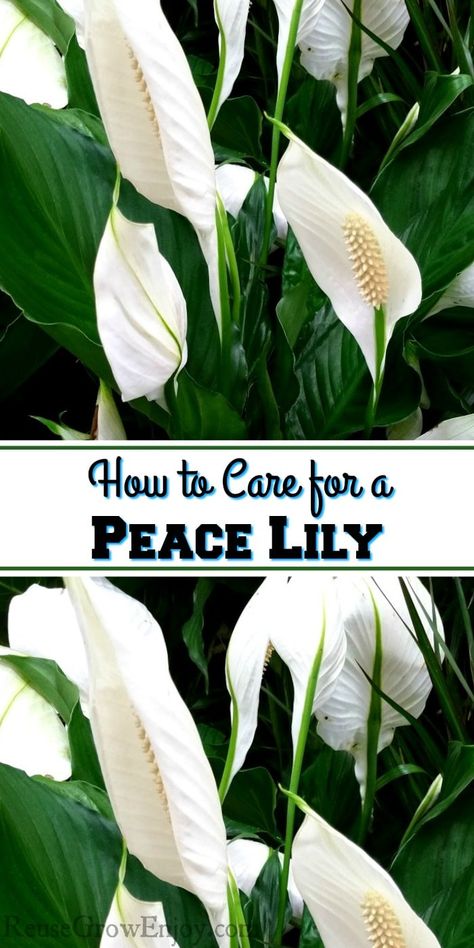 If you have a Peace Lily and looking for tips on how to care for it. Check out these 5+ tips How to Care for a Peace Lily Plant. Peace Lily Plant Care, Lily Plant Care, Lily Plant, Peace Lily Plant, نباتات منزلية, Household Plants, Plant Care Houseplant, Apartment Plants, Lily Plants