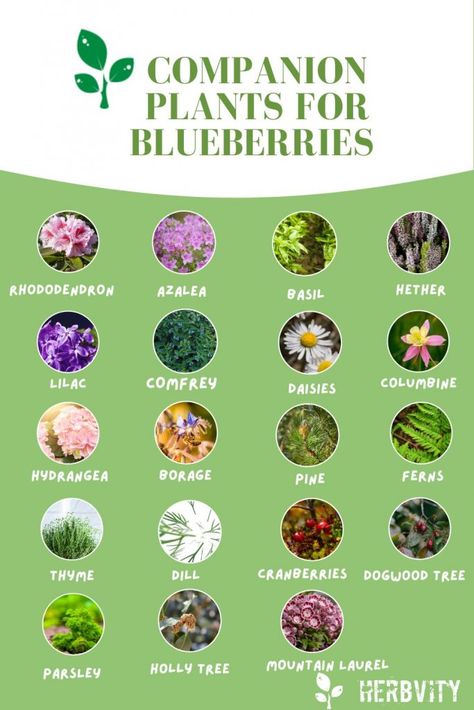 Companion Plants for Blueberries infographic Blueberry Plants Landscaping, Companion Plants For Peach Trees, Blueberry Bushes Landscape Backyards, Blueberry Garden Design, Blueberry Bush Companion Plants, What To Plant With Blueberries, Blueberry Companion Planting, Companion Planting Blueberries, Companion Plants For Blueberries