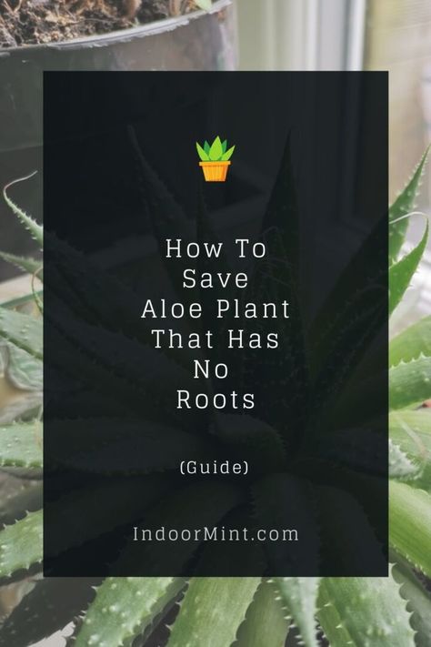 How To Save Aloe Plant That Has No Roots [2 Easy Steps] - Indoor Mint Steps Indoor, Willow Water, Aloe Plant, Aloe Vera Plant, Aloe Leaf, Plant Roots, Garden Soil, Plant Needs, Easy Steps