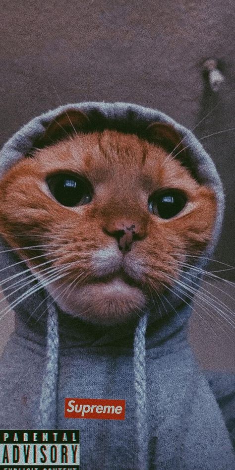 Filtro, Gato, Tierno, Supreme Funny Cat Wallpaper, Seni Dan Kraf, Cute Cat Wallpaper, Dessin Adorable, Cat Aesthetic, Cute Animal Photos, Cat Wallpaper, Animal Photo