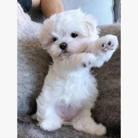 Super Cute Puppies, Cute Animals Puppies, Puppies And Kitties, Cute Little Puppies, Maltese Puppy, Maltese Dogs, Cute Dogs And Puppies