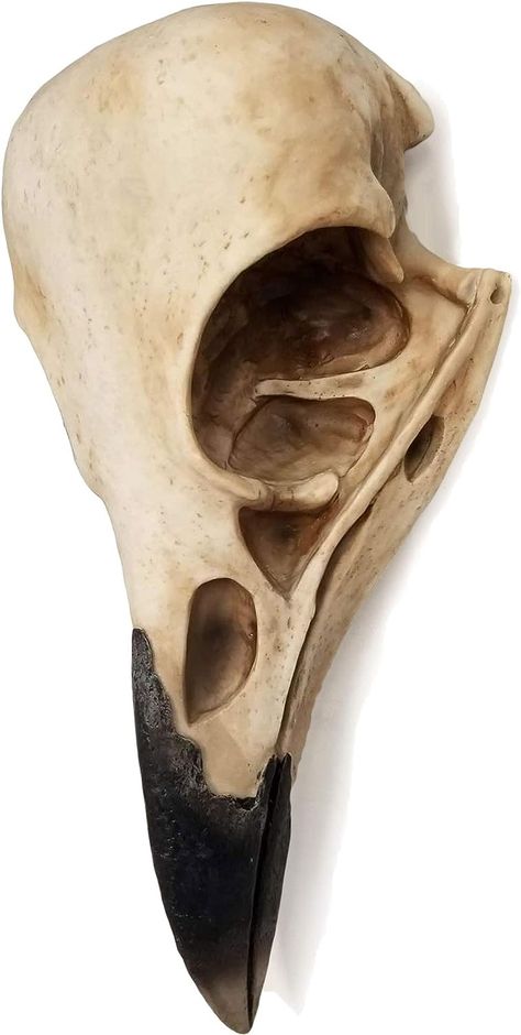 Boring walls? Nevermore! This amazing, lifelike raven skull wall sculpture is truly a fantastic conversation piece that will have your guests 'raven' about your new decor. This beautifully sculpted piece captures the realism and detail of an actual bird skull with natural aged bone finish and black beak.