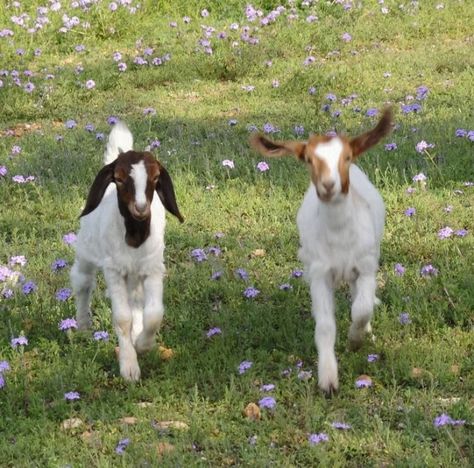 Urban Exploring, Cottage Core Aesthetic, Baby Goats, Cute Creatures, The Grass, Nature Aesthetic, 귀여운 동물, Animal Kingdom, Koala