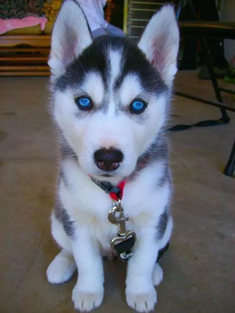 My special Husky puppy with blue eyes male 2 months old #huskypuppies #huskydogs #husky #HuskySibir Eyes Male, Puppies With Blue Eyes, 2 Months Old, Husky Puppy, Husky Dogs, I'm In Love, Siberian Husky, 2 Months, Medium Length