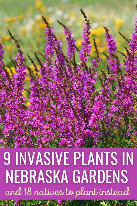 Nebraska Native Plants, Nebraska Landscaping Ideas, Native Plant Gardening, Invasive Plants, Native Garden, Flowering Trees, Native Plants, Landscaping Ideas, Hedges