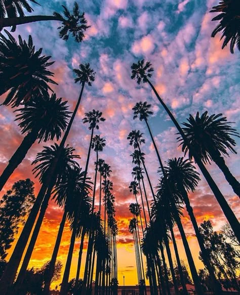 West Coast Vibes California Aesthetic, West Coast, Palm Trees, Trees, Angeles, California, Orange, Photography, Blue