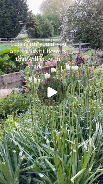 Claire Smith - Cottage Garden Life on Instagram: "Most of us have at least some shade in our gardens. It is possible to have a cottage garden even in shade☺️Growing in shade can be tricky depending on exactly how deep the shade is, if the shade is dry or wet and for how long a border is in shade. This is a list of flowers to try in a shady border ☺️ Plenty of spring bulbs will flower in shade too, particularly under deciduous trees 🌳 as they die back when the leaves grow on the tree - perhaps consider a spring garden under your trees 🤔 If you’d like more info on shade gardening I wrote a blog ages ago which I’ll reshare in stories for you ❤️ #shadegarden #cottagegardens #gardeninspo #cottagegardenflowers #shadegardening #gardenlifestyle" Shady Border, Shade Gardening, List Of Flowers, Garden Life, Cut Flower Garden, Spring Bulbs, Garden Tours, Deciduous Trees, Long A