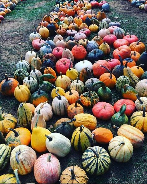 Pumpkin Growing, Colorful Pumpkins, Types Of Pumpkins, Witchy Garden, Pumpkin Varieties, Grow From Seed, Harvest Fest, Growing Pumpkins, Harvest Pumpkin