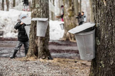 Visit These 12 Vermont Sugar Shacks to Learn How Maple Syrup is Made Things To Do In Vermont, Maple Sugaring, Off Grid Survival, Maple Trees, Sugar Shack, New England Fall, Sugar Maple, Maple Tree, Winter Fun