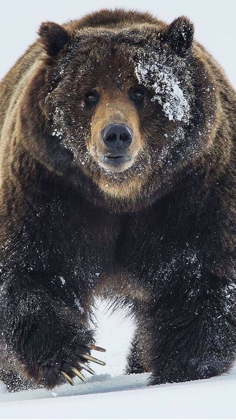 Wild Life Videos, Arte Viking, Bear Fishing, Angry Animals, Wild Animals Photography, Bear Tattoos, Ralph Fiennes, Wildlife Photographer, Majestic Animals