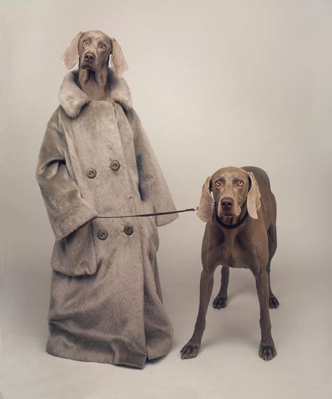 William Wegman, Dog Obsessed, Weimaraner Dogs, Famous Dogs, Dog Photograph, Man Ray, Weimaraner, Dog Walker, Dog Photography