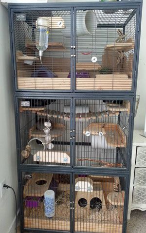 Triple Chinchilla Cages Pet Rat Cages, Hedgehog Cage, Rat Cage Accessories, Hamster Stuff, Chinchilla Pet, Chinchilla Cage, Ferret Cage, Rat Cage, Hamster Cages