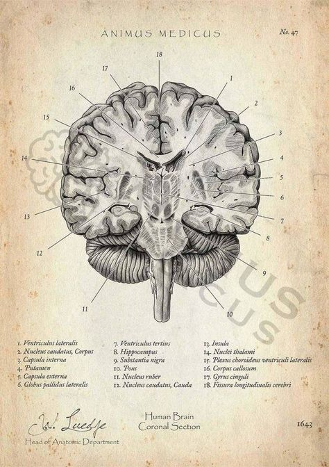 Vintage Medical Art, Brain Poster, Biology Poster, Medical Drawings, Brain Surgeon, Medical Posters, Brain Anatomy, Human Anatomy Art, Medical Anatomy