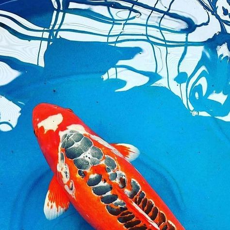 Shusui Koi, September 1, Koi Fish, Koi, Fish, On Instagram, Instagram